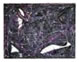 amethyst crush