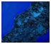 depths of blu