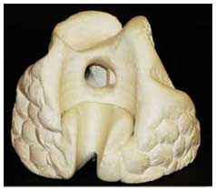 ©1992 Lisa Brugger Cotton Ball - Plaster Sculpture 6hx26diameter